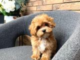Malti̇poo Ci̇nsi̇ Yavrular Ev Üreti̇mi̇