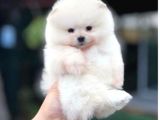 Pomerri̇an Boo Sevi̇mli̇ Yavrular