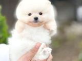 Pomerri̇an Boo Sevi̇mli̇ Yavrular