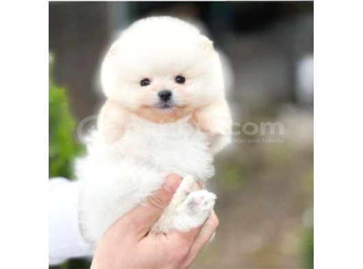 Pomerri̇an Boo Sevi̇mli̇ Yavrular görsel