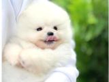Pomerri̇an Boo Sevi̇mli̇ Yavrular