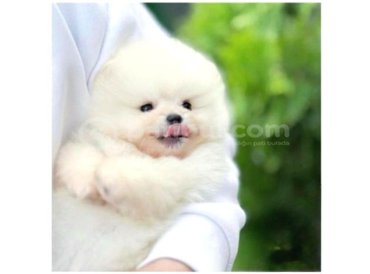 Pomerri̇an Boo Sevi̇mli̇ Yavrular görsel