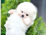Pomerri̇an Boo Sevi̇mli̇ Yavrular