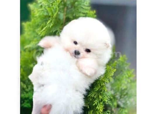 Pomerri̇an Boo Sevi̇mli̇ Yavrular görsel