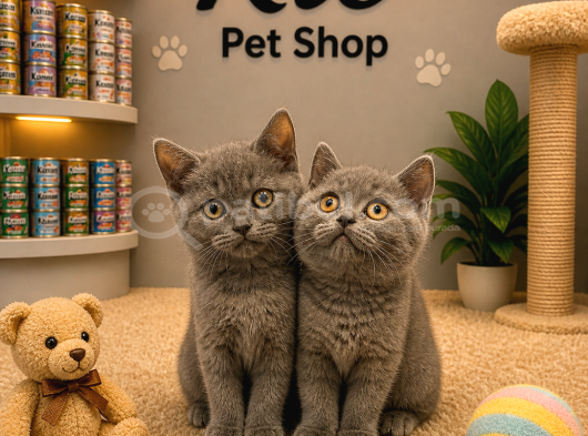 Çok Oyuncu Çok Güzel British Shorthair Yavrularımız görsel