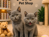 Çok Oyuncu Çok Güzel British Shorthair Yavrularımız