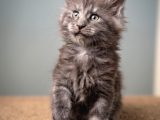 Saf Kan Mainecoon