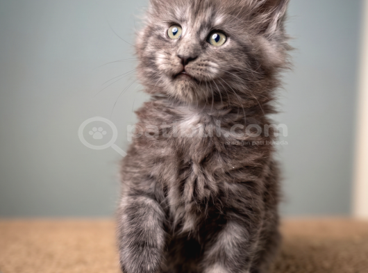 Saf Kan Mainecoon görsel