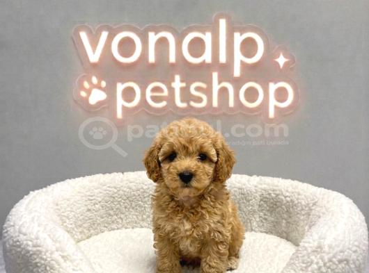 MALL OF İSTANBUL VONALPTEN MALTİPOO YAVRULAR