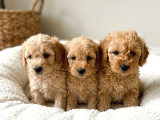 Mall Of İstanbul Vonalpten Malti̇poo Yavrular