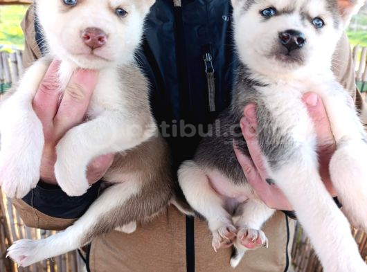 A Kalite Safkan Husky Bebekler görsel