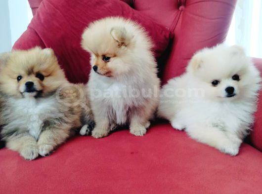 Pomeranian yavruları