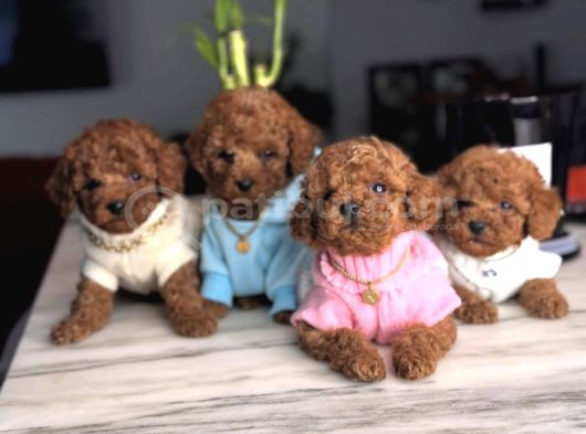 En güzel Toy Poodle Bebekler