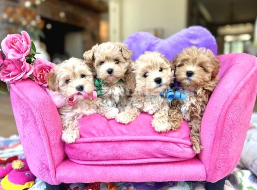 Maltipoo Sağlıklı Aşılı Yavrular
