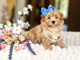 Maltipoo Sağlıklı Aşılı Yavrular