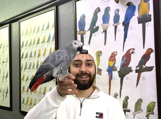 100 Keli̇me Konuşan Elde Dans Eden Jako Papağani
