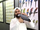 100 Keli̇me Konuşan Elde Dans Eden Jako Papağani