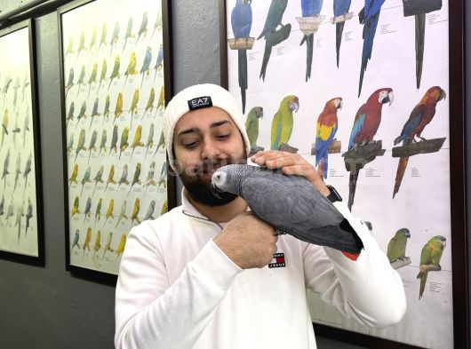 100 Keli̇me Konuşan Elde Dans Eden Jako Papağani görsel
