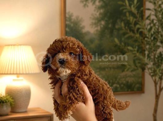 Evde bakılan sağlık ve ırk garantili poodle bebek