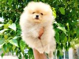 Teddy Bear Pomeranian Yavruları