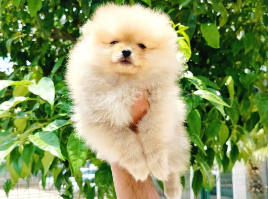 Teddy Bear Pomeranian Yavruları görsel