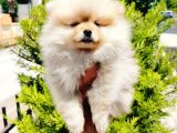 Teddy Bear Pomeranian Yavruları