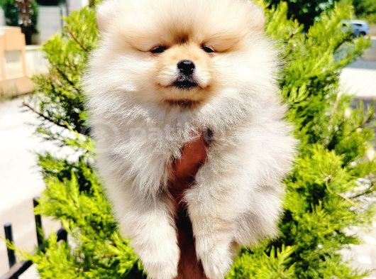 Teddy Bear Pomeranian Yavruları görsel