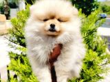 Teddy Bear Pomeranian Yavruları