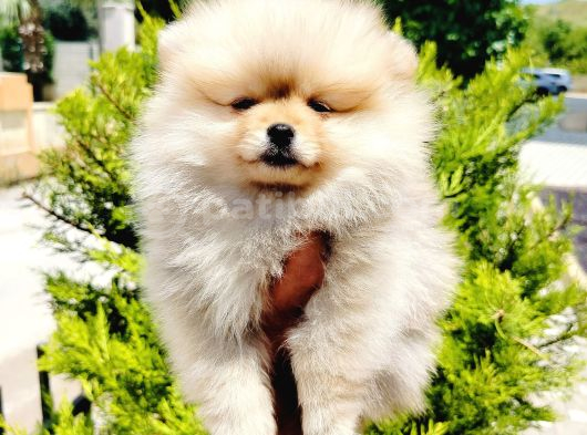 Teddy Bear Pomeranian Yavruları görsel