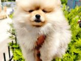 Teddy Bear Pomeranian Yavruları