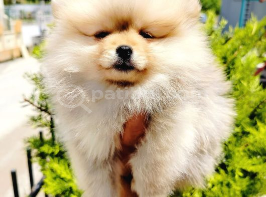 Teddy Bear Pomeranian Yavruları görsel