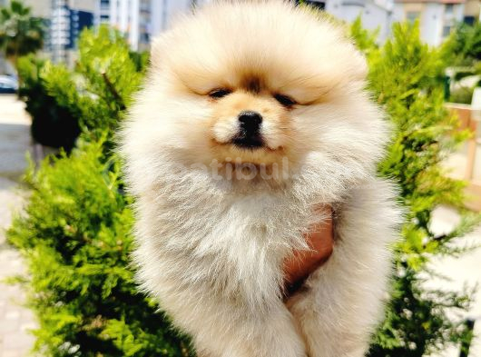 Teddy Bear Pomeranian Yavruları görsel