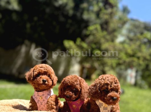 Toy Poodle Safkan En Küçük Boy Yavrularımız görsel