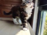 Dernek Kayıtları Yapılmış Eksiksiz Safkan Secereli Mainecoon