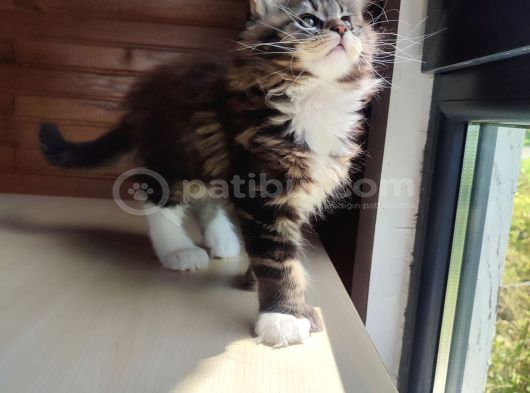 Dernek Kayıtları Yapılmış Eksiksiz Safkan Secereli Mainecoon görsel