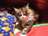 Dernek Kayıtları Yapılmış Eksiksiz Safkan Secereli Mainecoon