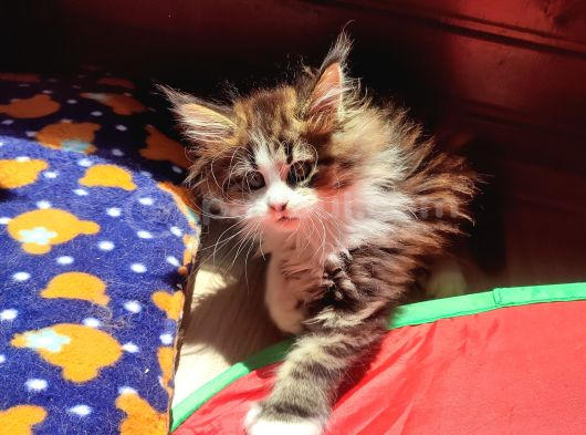 Dernek Kayıtları Yapılmış Eksiksiz Safkan Secereli Mainecoon görsel
