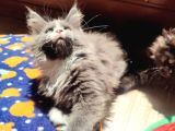 Dernek Kayıtları Yapılmış Eksiksiz Safkan Secereli Mainecoon