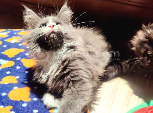 Dernek Kayıtları Yapılmış Eksiksiz Safkan Secereli Mainecoon görsel