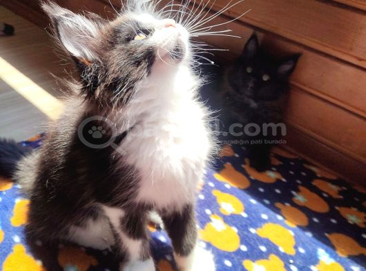 Dernek Kayıtları Yapılmış Eksiksiz Safkan Secereli Mainecoon görsel