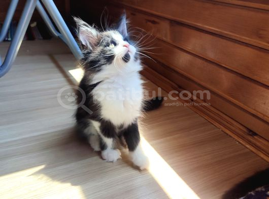 Dernek kayıtları yapılmış eksiksiz safkan secereli Mainecoon