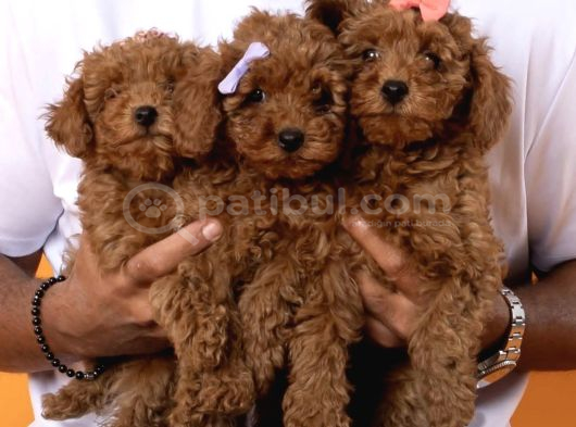 Kıvırcık kızıl kahve aşılı Eğitimli Toy poodle