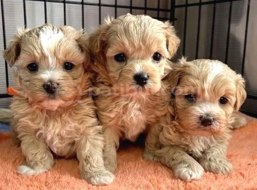 Maltipoo Tüy Dökmez Koku Yapmaz görsel