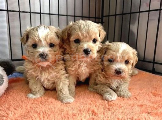 Maltipoo tüy dökmez koku yapmaz