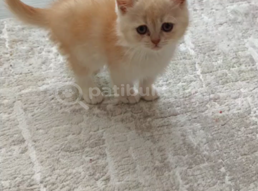 2 Aylik Tuvalet Eği̇ti̇mi̇ Tam Golden görsel