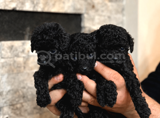 BUGÜNE ÖZEL UYGUN RAKAM Kore ORJİNAL BLACK POODLE
