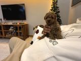 Red Brown Ve Apricot Toy Poodle Yavrular