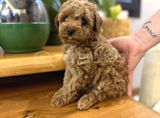 Red Brown Ve Apricot Toy Poodle Yavrular görsel