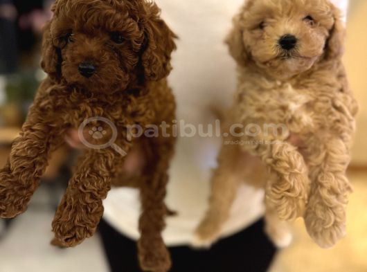 Red Brown Ve Apricot Toy Poodle Yavrular görsel