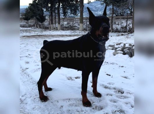 FCI KIF secereli Doberman yavruları